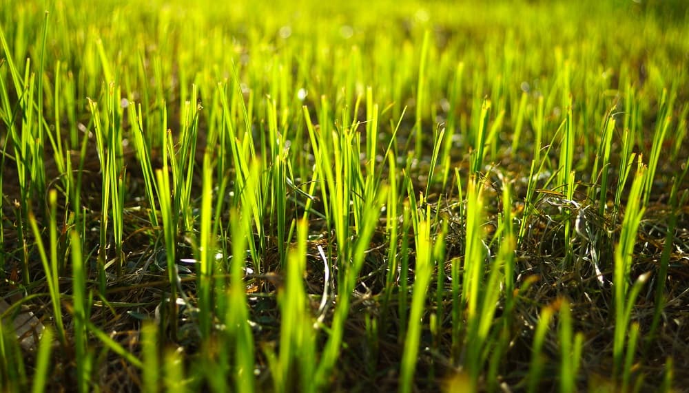 Boden-fuer-Rasen-vorbereiten-Erde-fuer-Rasen-vorbereiten-Bodenverbesserung-Boden-verbessern-2-min
