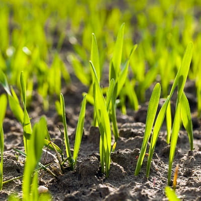 Boden-fuer-Rasen-vorbereiten-Erde-fuer-Rasen-vorbereiten-Bodenverbesserung-Boden-verbessern-1-min